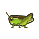Rice grasshopper
